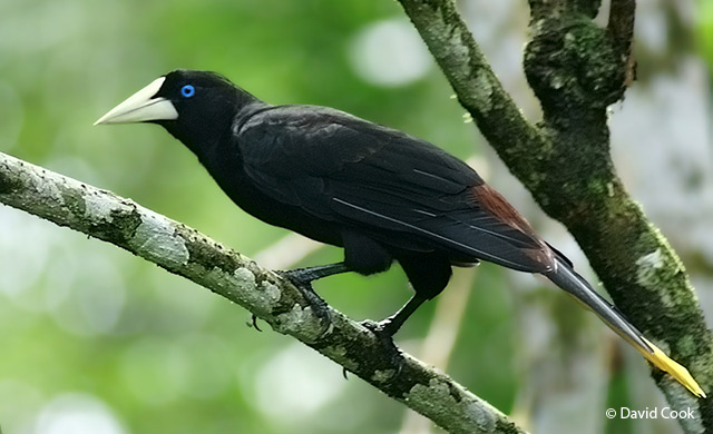 crested oropendola