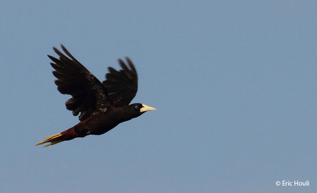 crested oropendola