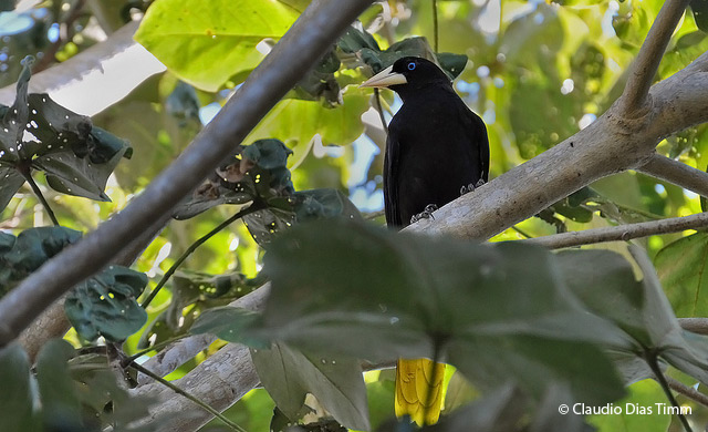 crested oropendola