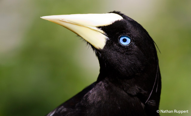crested oropendola