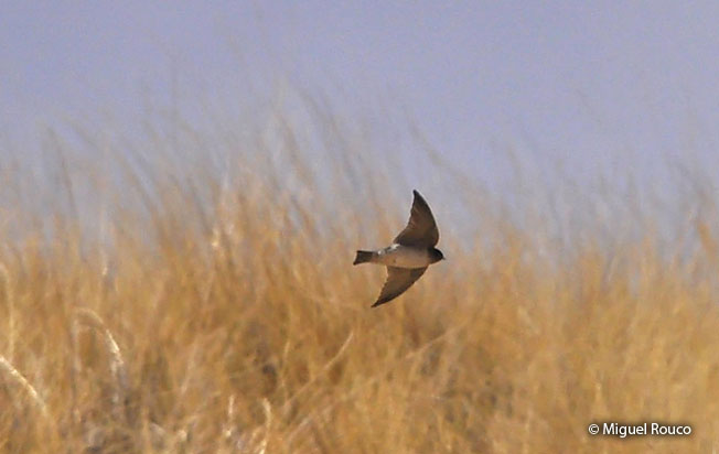 andean_swallow