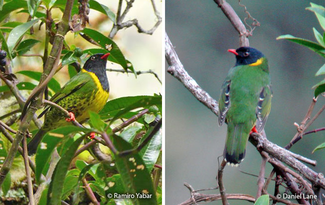 band-tailed_fruiteater