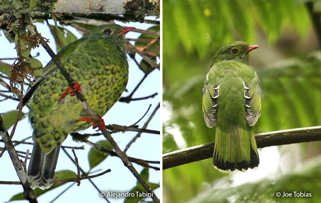 band-tailed_fruiteater
