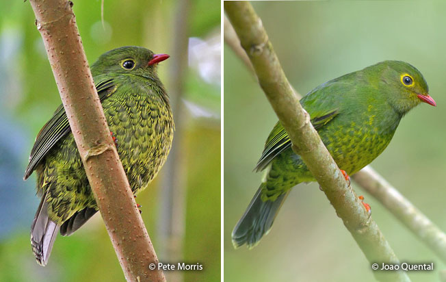 band-tailed_fruiteater