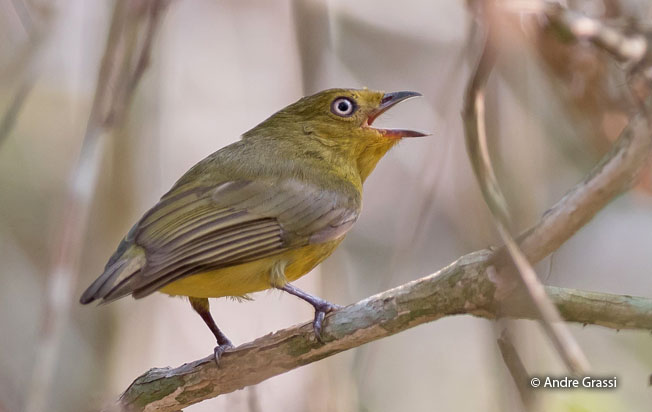 band-tailed_manakin
