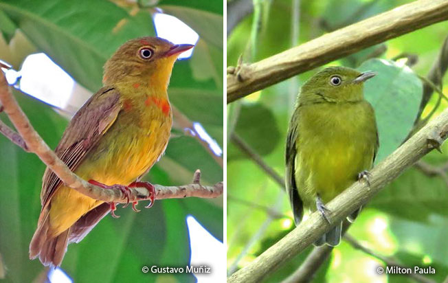 band-tailed_manakin