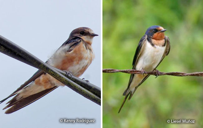 barn_swallow