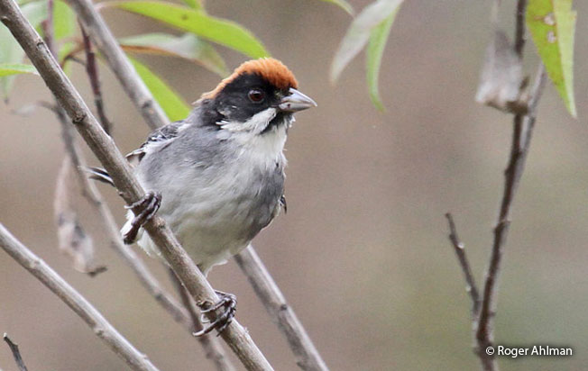 bay-crowned-brush-finch