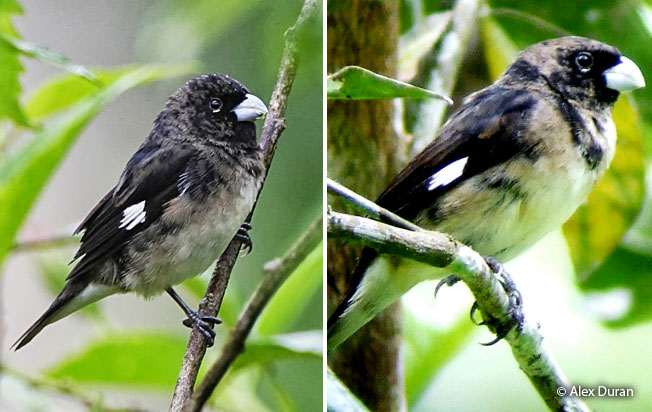 black-and-white-seedeater