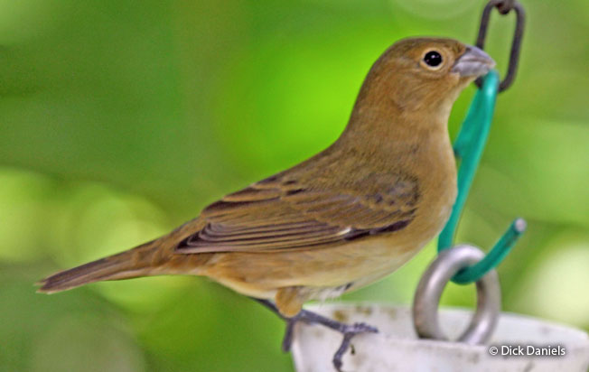 black-and-white-seedeater