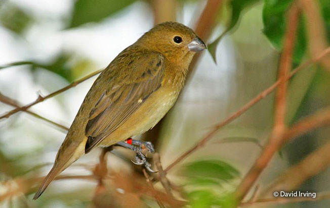 black-and-white-seedeater
