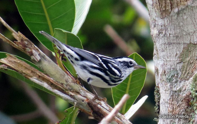 black-and-white-warbler