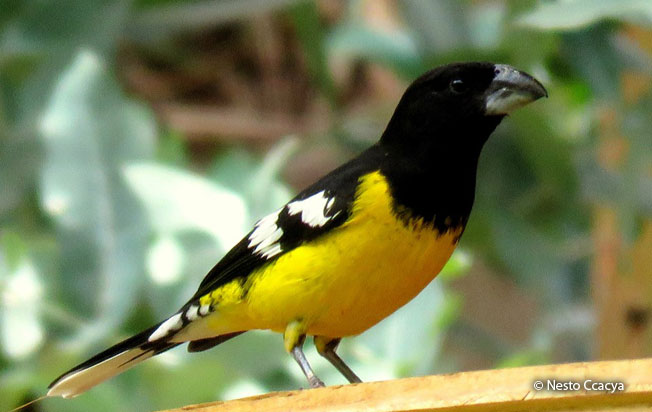 black-backed_grosbeak