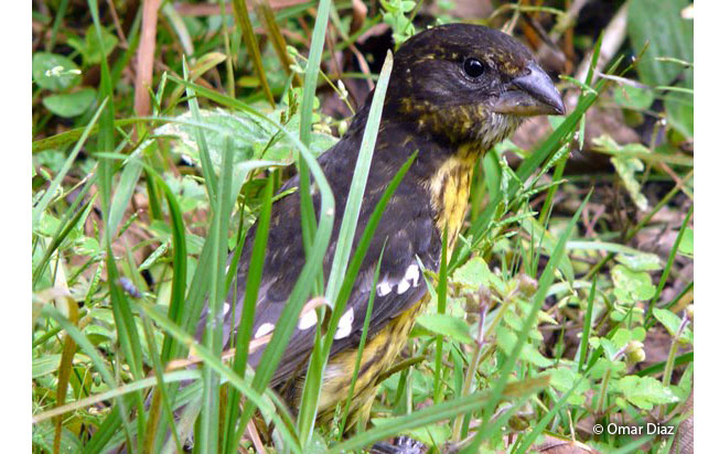 black-backed_grosbeak
