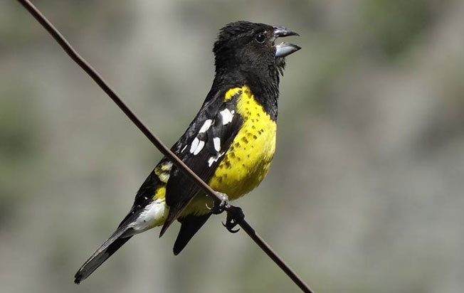 black-backed_grosbeak