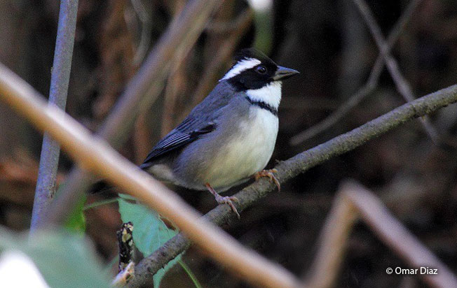 black-capped_sparrow
