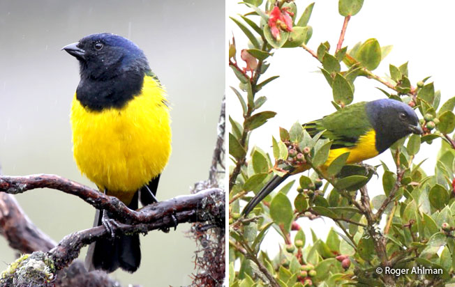 black-chested_mountain-tanager