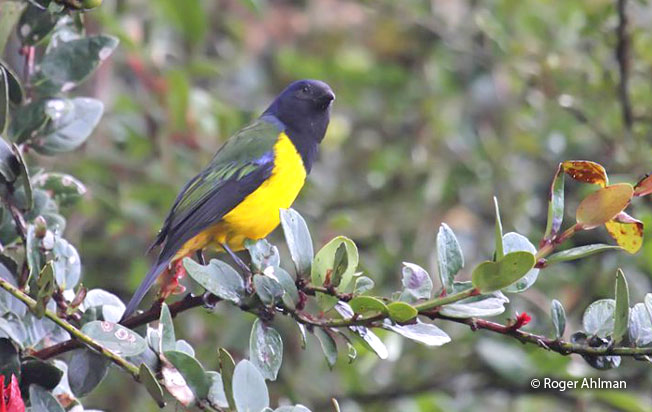 black-chested_mountain-tanager