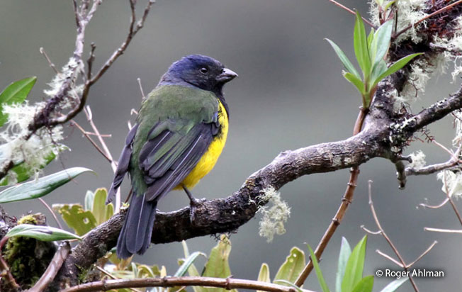 black-chested_mountain-tanager