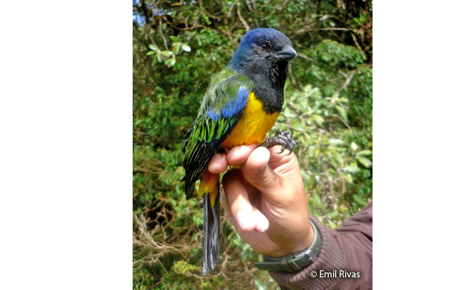 black-chested_mountain-tanager