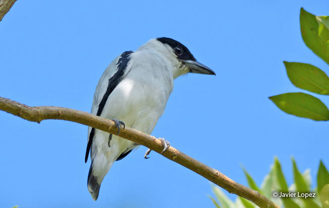 black-crowned_tityra