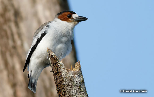 black-crowned_tityra