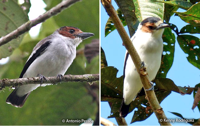 black-crowned_tityra