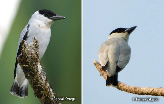 black-crowned_tityra