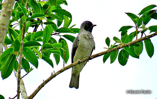 black-faced-cotinga