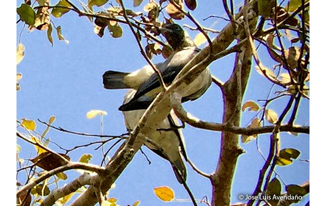 black-faced-cotinga