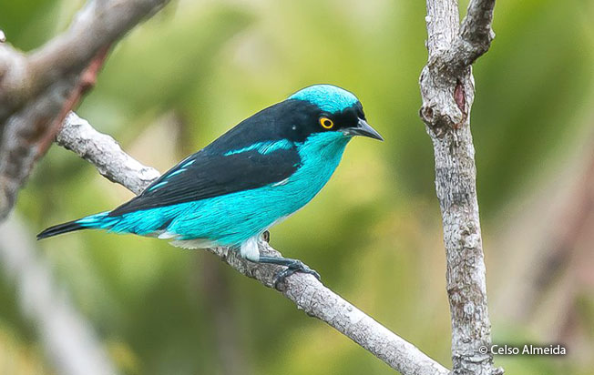 black-faced_dacnis