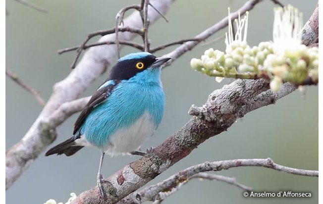 black-faced_dacnis