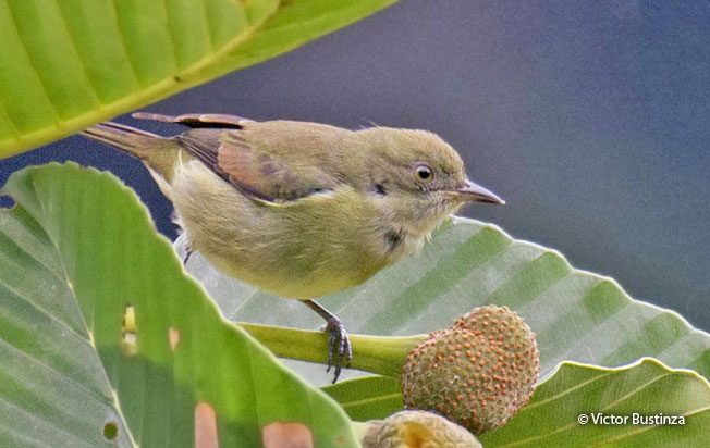 black-faced_dacnis
