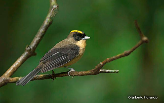 black-goggled_tanager