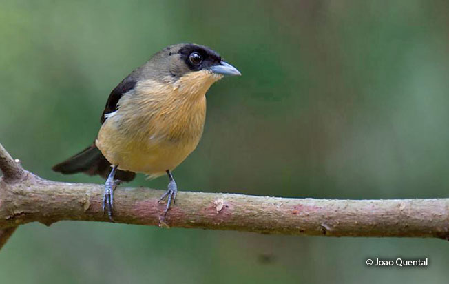 black-goggled_tanager