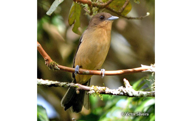 black-goggled_tanager