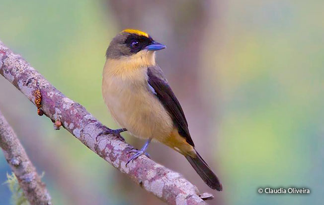 black-goggled_tanager