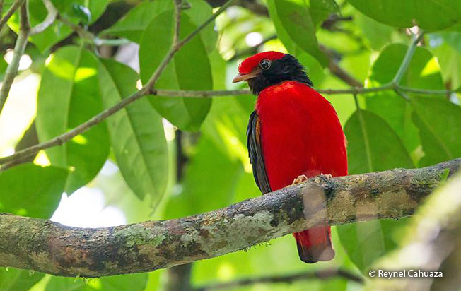 black-necked_red-cotinga