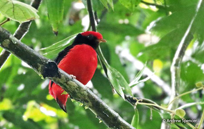 black-necked_red-cotinga