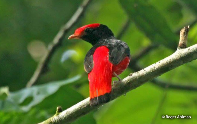 black-necked_red-cotinga
