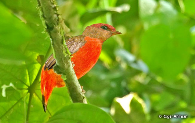 black-necked_red-cotinga