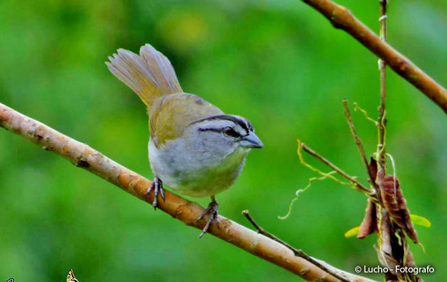 black-striped_sparrow