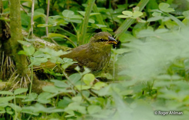 black-striped_sparrow
