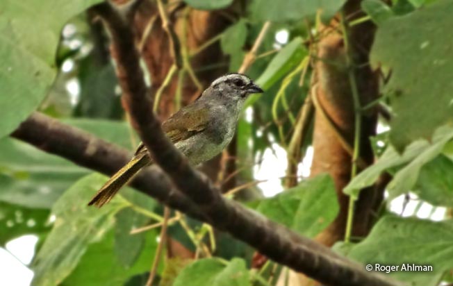 black-striped_sparrow