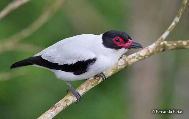 black-tailed_tityra