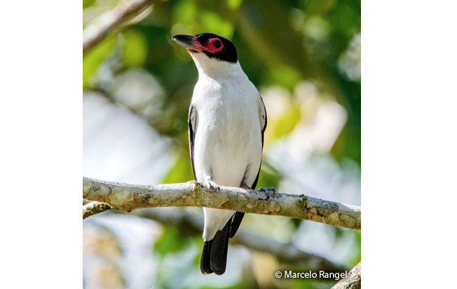 black-tailed_tityra