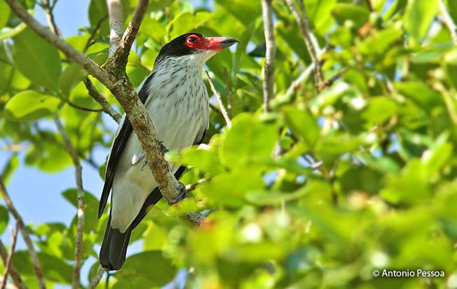 black-tailed_tityra