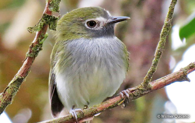 black-throated_Tody-Tyrant