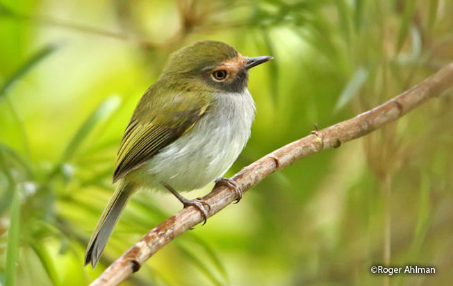 black-throated_Tody-Tyrant