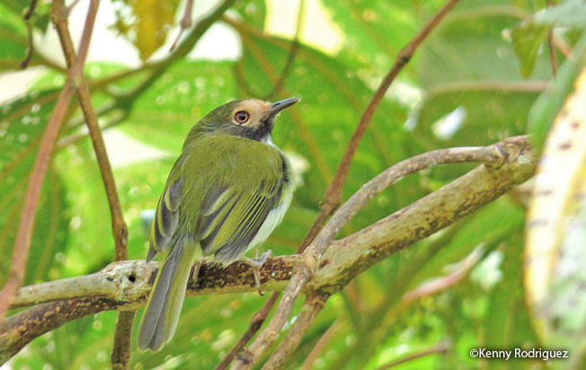 black-throated_Tody-Tyrant